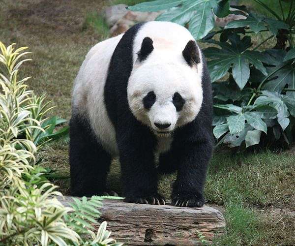 Bamboo farm gets chopping for US zoo's hungry new pandas