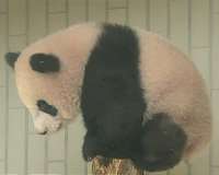 Oh, how cute: Tokyo crowds flock to see baby panda on first day