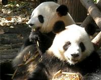 Newborn pandas 'doing well' after tense night at US zoo