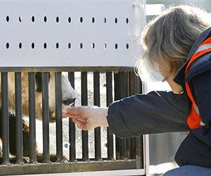Giant panda in Washington zoo gives birth