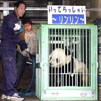 China Has Record 25 Pandas Born Through Artificial Insemination