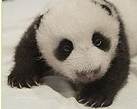 Tai Shan, Star Of The Global Pandacams