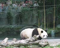 China panda population stable despite Sichuan quake: report