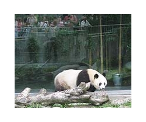 Giant panda donated by China gives birth in Taiwan