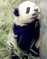 Panda Paparrazi Swoons Over Cub Tai Shan At Washington Zoo