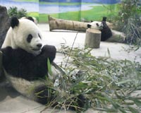 Panda mania sweeps Taiwan