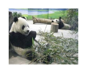 China bids farewell to pandas bound for France