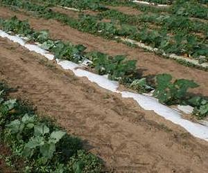 Paper Mulches Evaluated For Commercial Vegetable Production