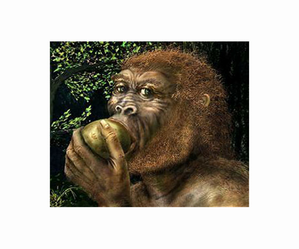 A fossil discovery sheds light on coexistence of early human ancestors