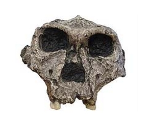 Early hominin landscape use
