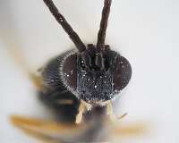New wasp species with a massive stinger found in the Amazon