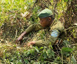 Law enforcement vital for great ape survival