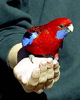 FluWrap: Tourist Negative For Bird Flu