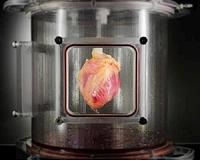 Functional heart muscle regenerated in decellularized human hearts