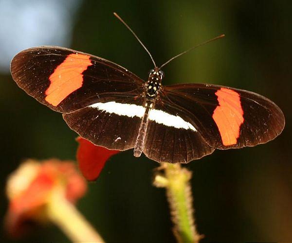 'Emergency' declared over falling UK butterfly numbers