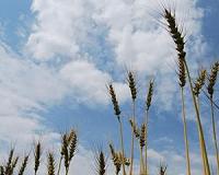 A lesson from wheat evolution: From the wild to our spaghetti dish