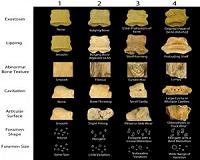 Significant changes in rhino bone health over 50 million years