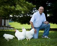 Virginia Tech chickens help reveal that evolution moves quicker than previously thought