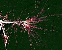 Surface Characteristics Influence Cellular Growth on Semiconductor Material