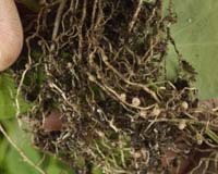 Reducing The Global Need For Nitrogen Fertilizers
