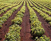 Failure To Focus On Farming Could Lead To Increased Hunger