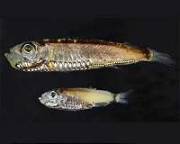 New type of cell has been found in the eye of a deep-sea fish
