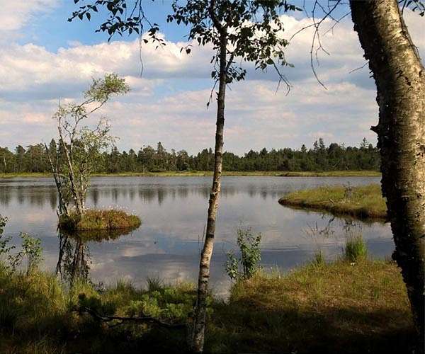 New process could capture carbon dioxide equivalent to forest the size of Germany