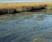 Sub-Arctic timebomb: warming speeds CO2 release from soil