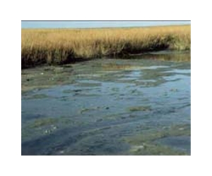 Norwegian peat moss could be used to soak up Gulf oil: company