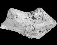 133 million-year-old dinosaur brain fossil found in England