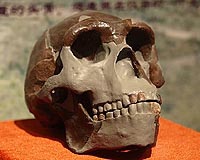 'Peking Man' 200,000 years older than thought: study