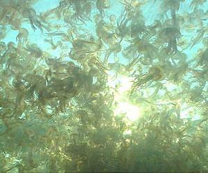 Fast-sinking jellyfish could boost the oceans' uptake of carbon dioxide