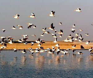 Current theories about habitats and species diversity challenged