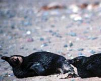 Satellite Tracking Will Help Answer Questions About Penguin Travels