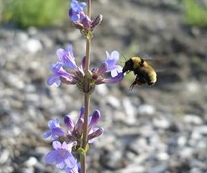 Bumblebees get by with a little help from their honeybee rivals