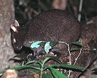 Japanese scientists clone embryo of endangered rabbit