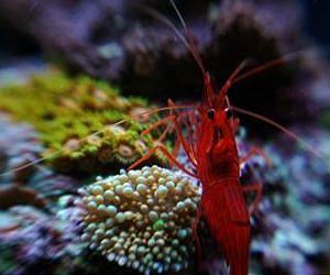 At least one-third of marine species remain undescribed