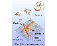 New protein bridges chemical divide for 'seamless' bioelectronics devices
