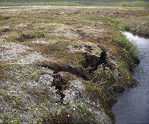 Thawing permafrost frees millions of tons of carbon: study