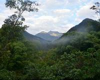 Emissions From Forests Influence Very First Stage of Cloud Formation