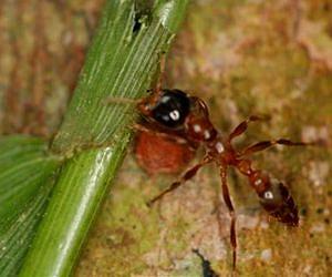 Rainforest ants use chemicals to identify which plants to prune