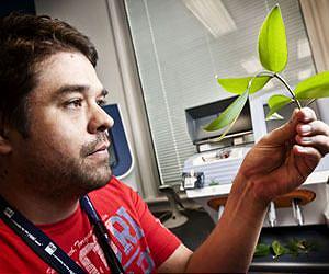 Protecting living fossil trees