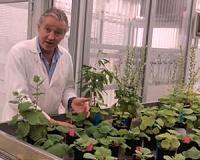 Magic plant discovery could lead to growing food in space