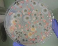 Microbes in Space: JPL Researcher Explores Tiny Life