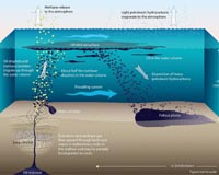 Natural oil seeps encourage microbial life in Gulf of Mexico