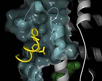 Analysis: Novartis drug OK despite delay