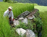 The Green Revolution Comes To Laos