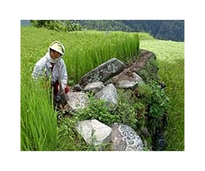 The Philippines Triples Its Rice Yield