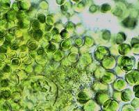 Rising carbon dioxide levels, ocean acidity may change crucial marine process