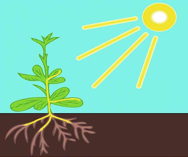 Plant roots grow differently when searching for their preferred nutrients